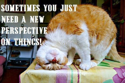 Cat says You need a new perspective on things