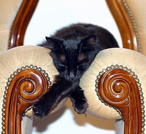 Cat sleeping between chairs