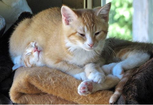 Cat sleeping on cat