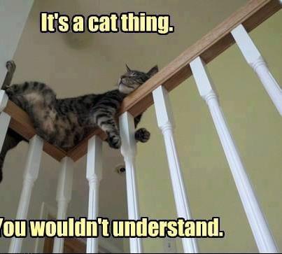 Cat sleeping on staircase