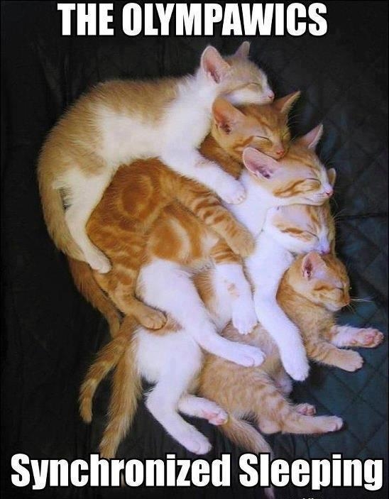 Cats synchronized sleeping