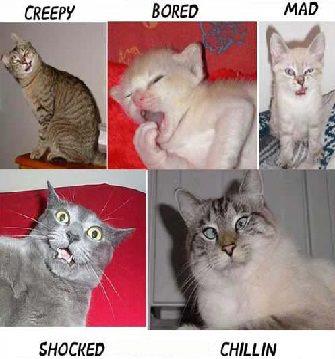 Facial expressions of the cat species