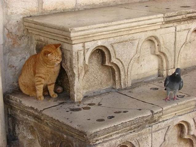 Orange cat lurking on pigeon