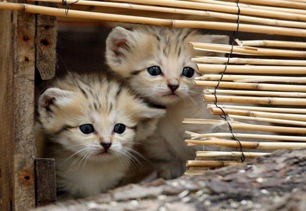 Two Kitties looking through hole in wicker blades