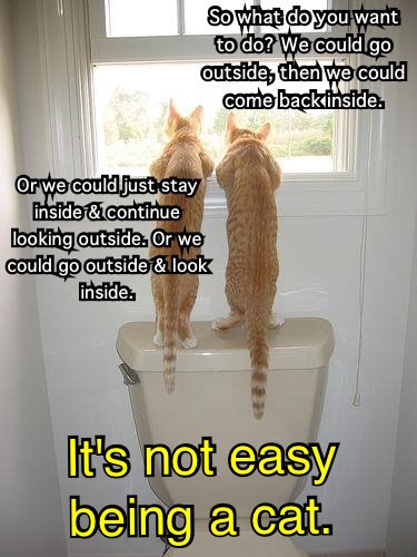 Two cats staring through toilet window