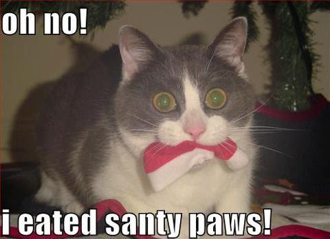 Cat I eated Santy paws