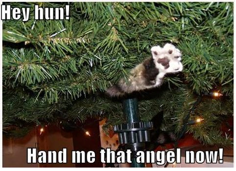 Cat hand me that Christmas angel