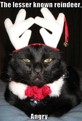 Cat the lesser known raindeer angry