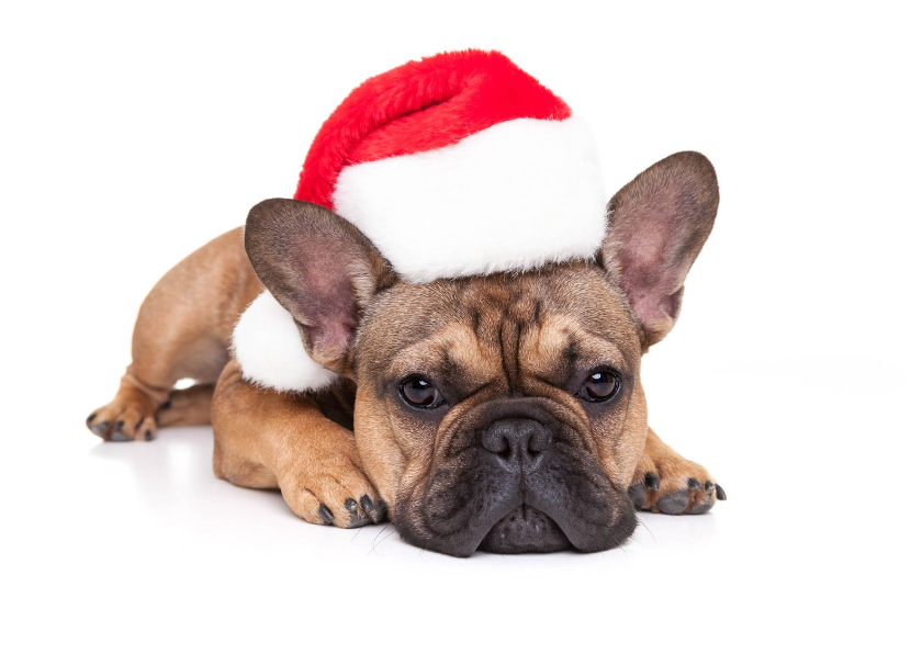French Bulldog with red Christmas hat