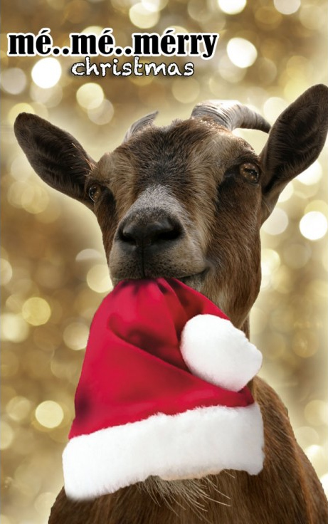 Goat with red Christmas hat   Me Me Merry Christmas