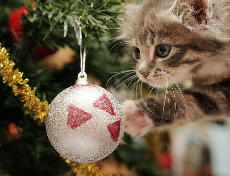 Kitten playing with Christmas ball