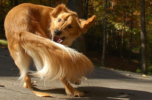 Brown dog chasing his tail
