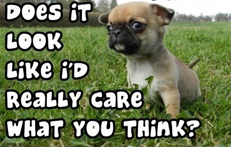 Cute puppy dog says Do I really care what you think