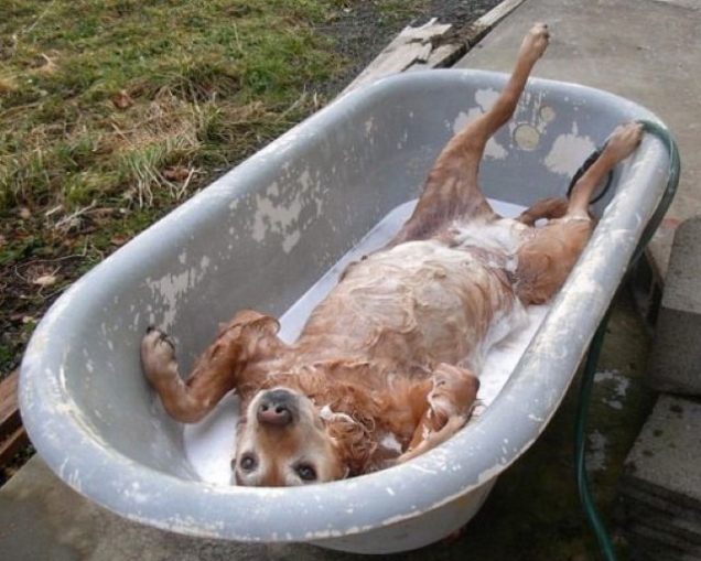Dog lying in bath tub