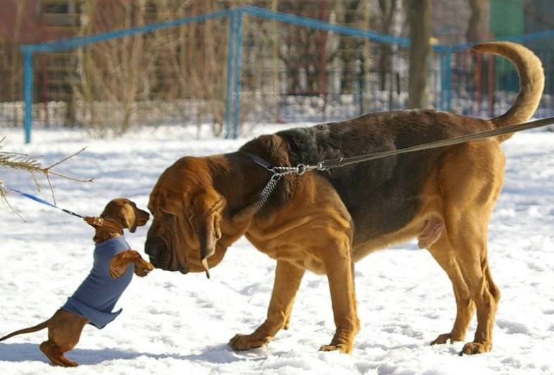 Little dog meets big dog