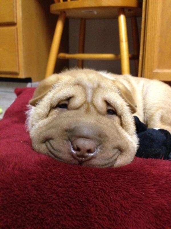 Smiling Sharpei