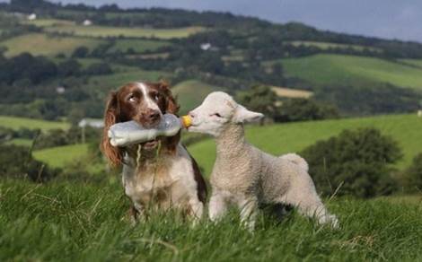 Dog feeding lamb with baby bottle