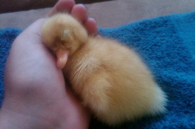 Duckling sleeping in hand