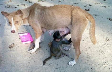 Baby monkey survives via drinking milk from lean mother dog