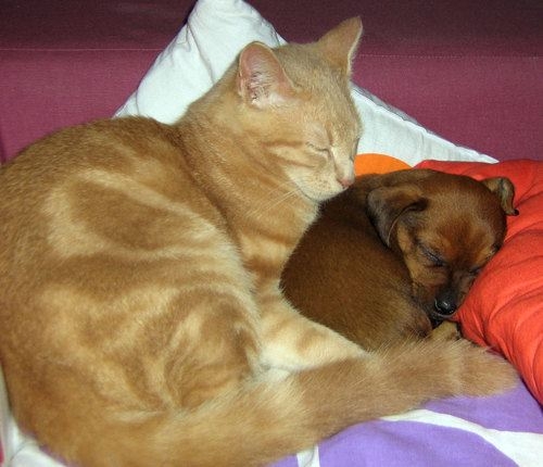 Cat sleeping next to puppy dog