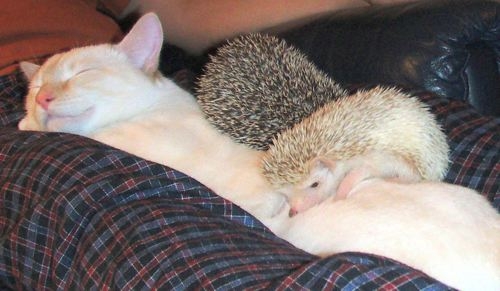 Cat sleeping with 2 hedgehogs
