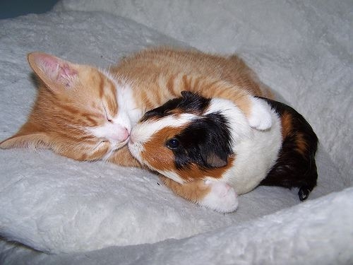 Kitten and cavia