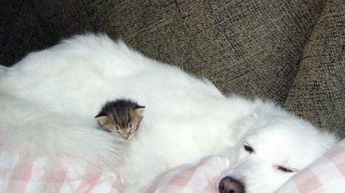 Kitten sleeping in furr of dog