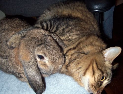 Rabbit and cat