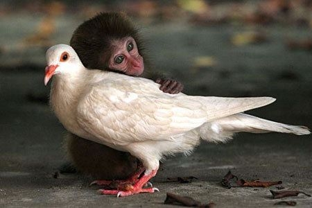 Baby monkey hugging white dove