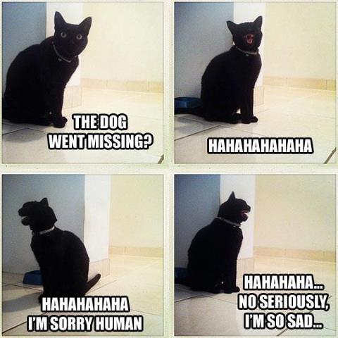 Cat laughing about dog went missing