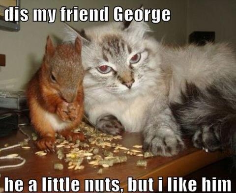 Cat with nutty squirrel George