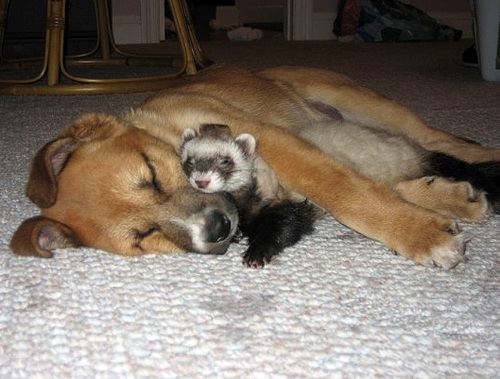 Dog sleeping with racoon