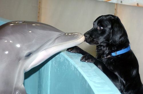 Dolphin nose to nose with dog