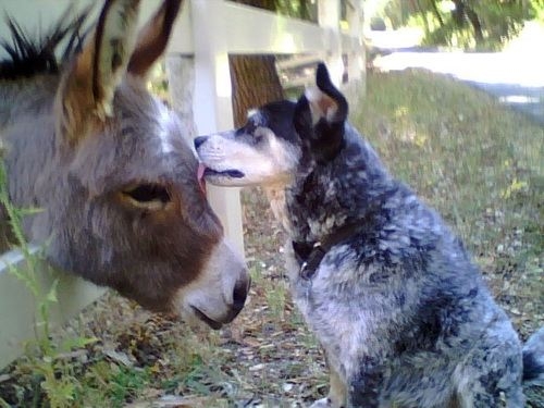 Donkey licked by dog