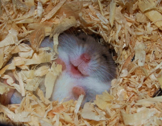 Happy hamster