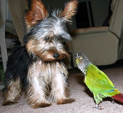 Little dog and parrot