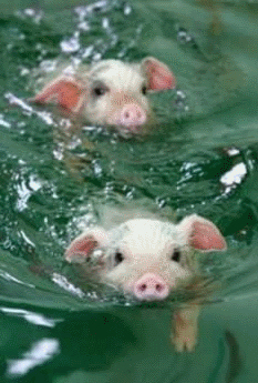 Two piglets swimming