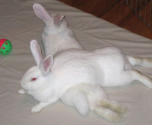 Two white rabbits lying across
