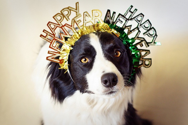 Border Collie   Happy New Year