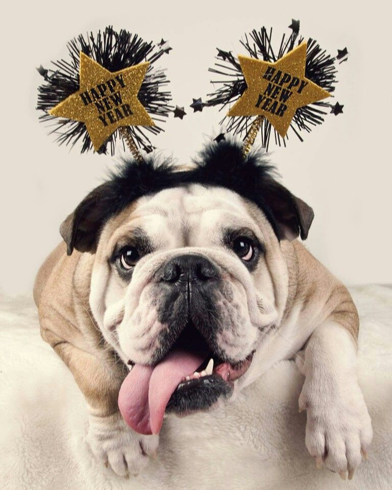 Bulldog   Happy New Year