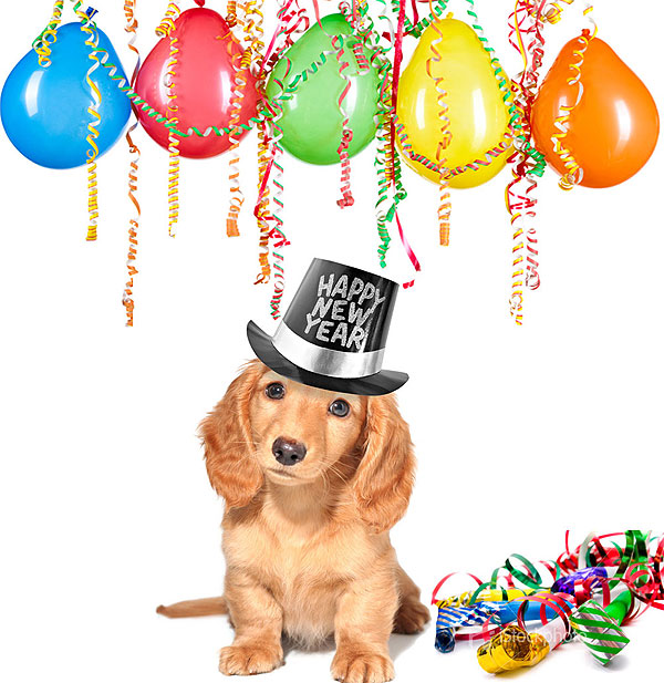 Dog   Happy New Year text