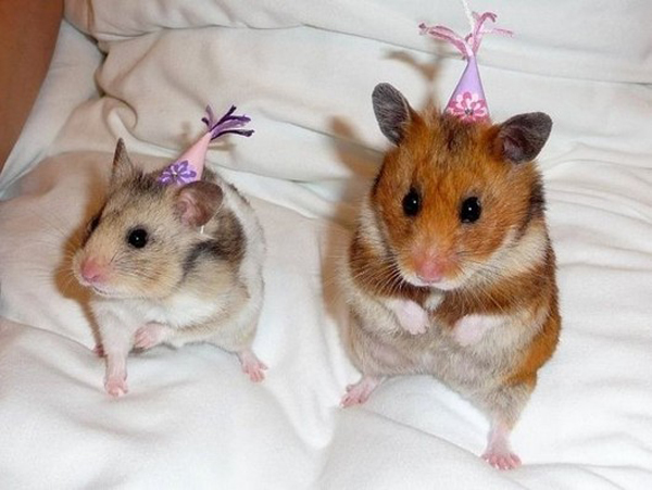 Hamster party on bed
