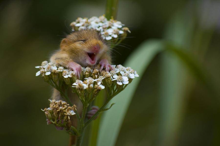 Mouse in flowering herb