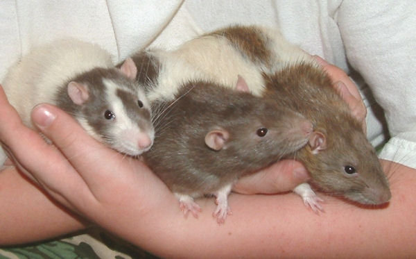 Pet Rats 600x373