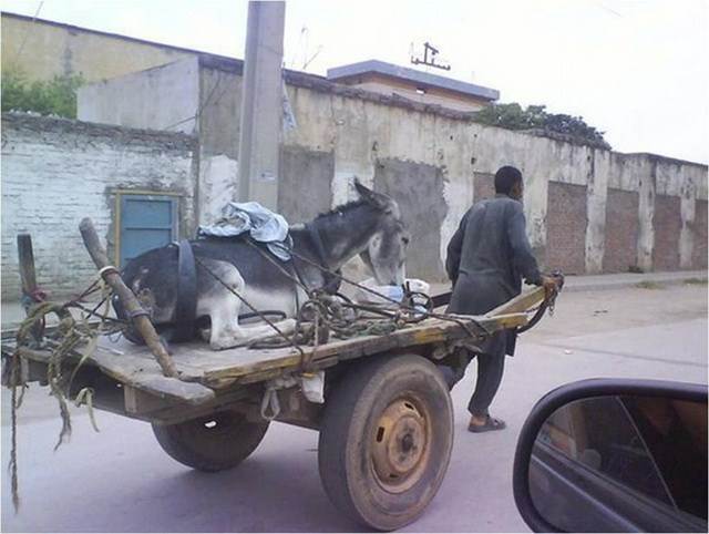 Man transports his sick mule on cart