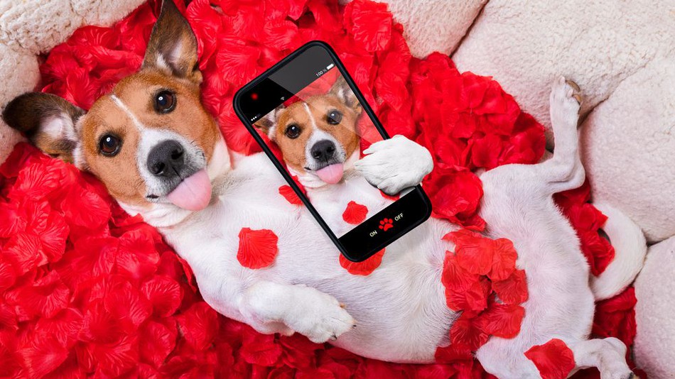 Jack Rissell Dog   Valentine with Selfie on Smartphone