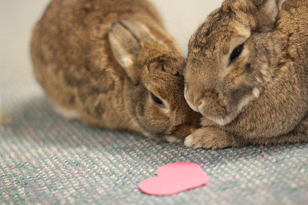 Two Valentine Rabbits
