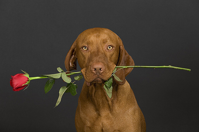 Valentine Dog with rose