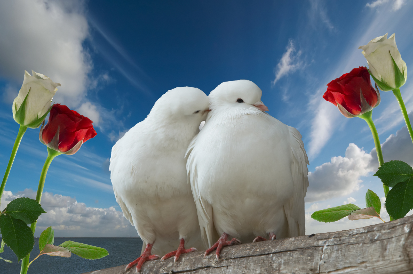 Valentine Doves in love