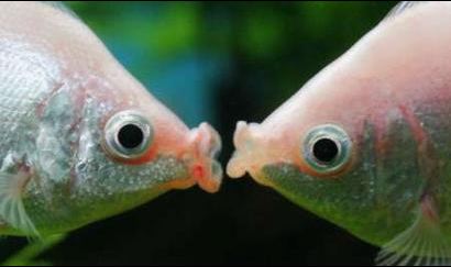 Valentine Fish kissing